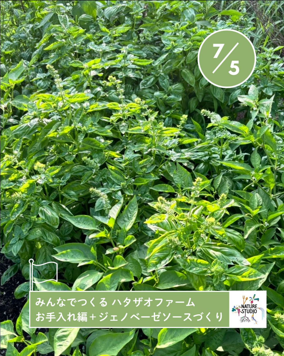 みんなでつくる ハタザオファーム お手入れ編＋ジェノベーゼソースづくり