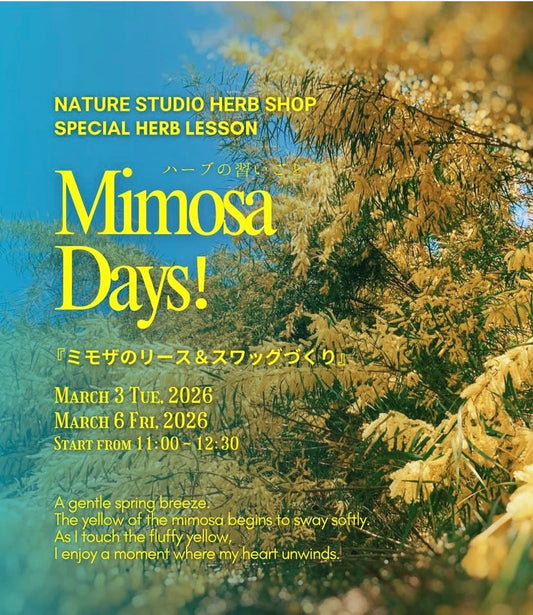 ミモザのリース＆スワッグづくり